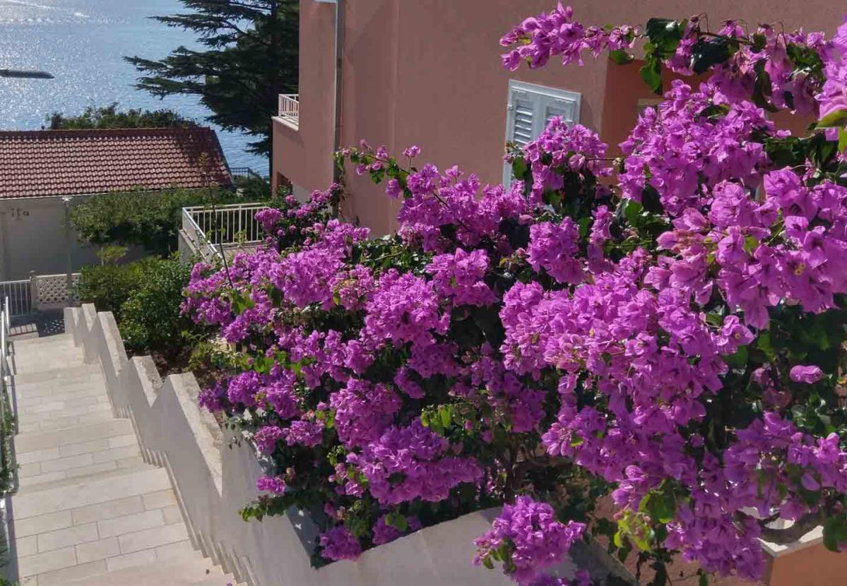 Bougainvillea flowers and steps beside the house