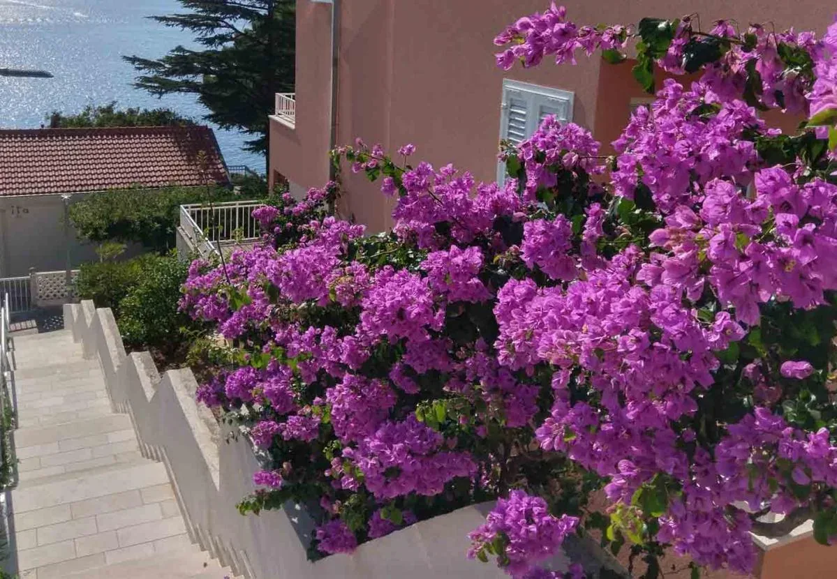 Bougainvillea flowers and steps beside the house