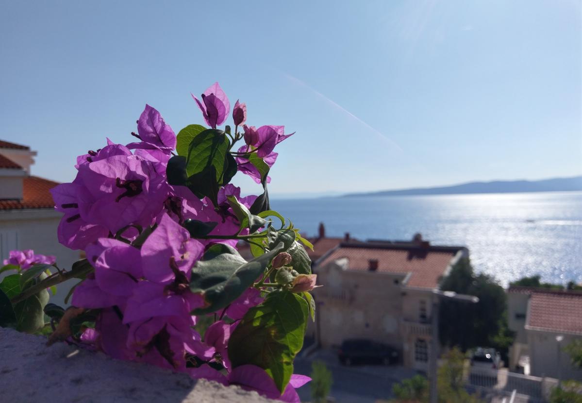 Bougainvillea flowers and a view of the Adriatic Sea