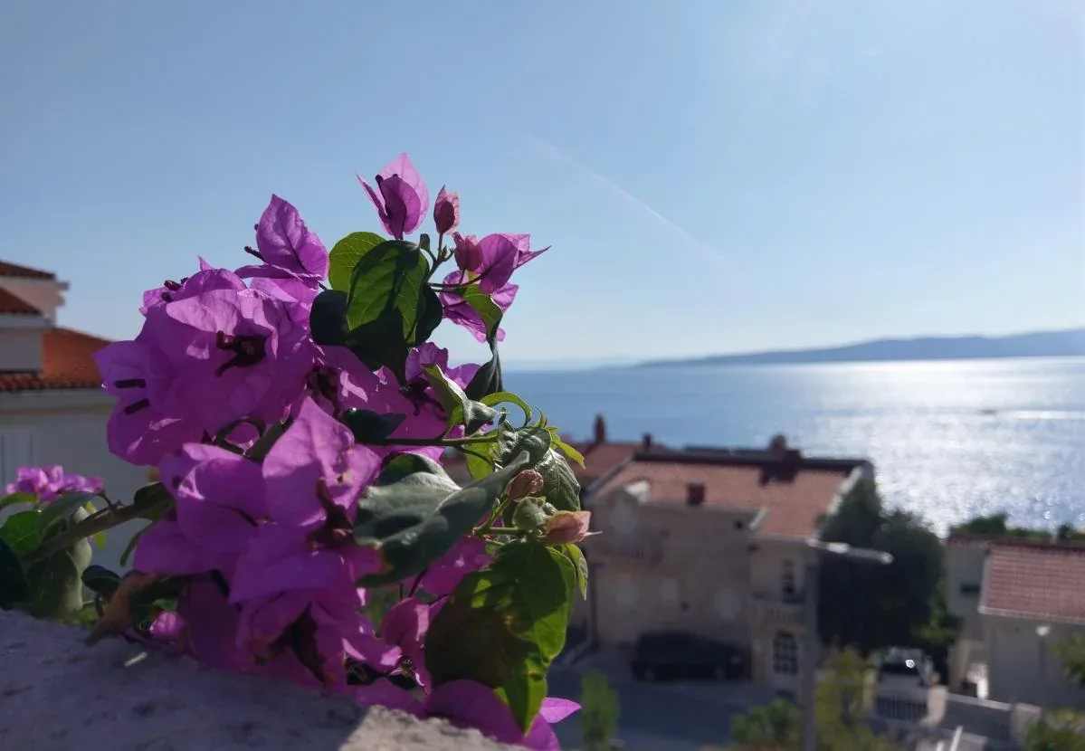 Bougainvillea flowers and a view of the Adriatic Sea