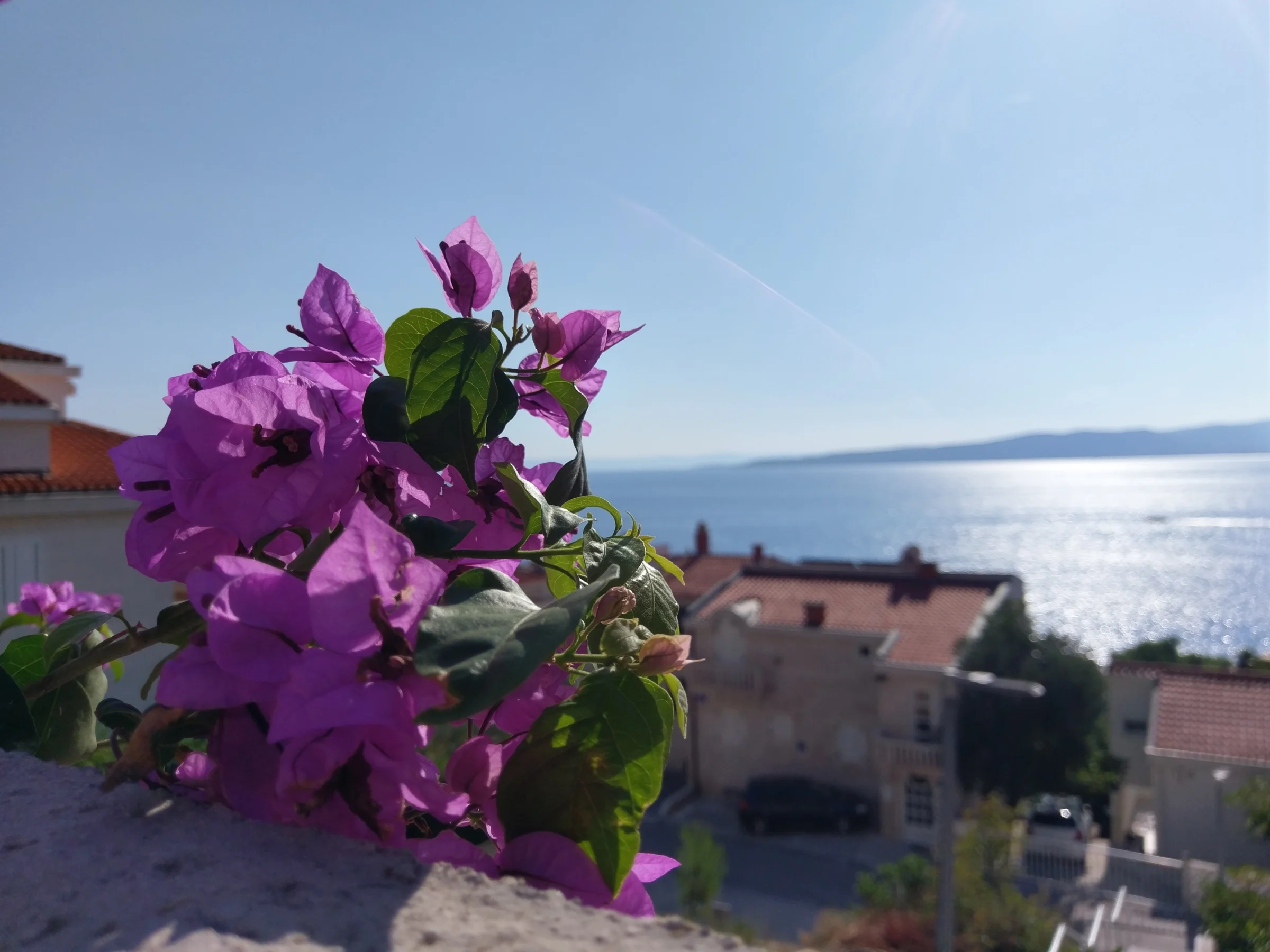 Bougainvillea flowers and steps beside the house